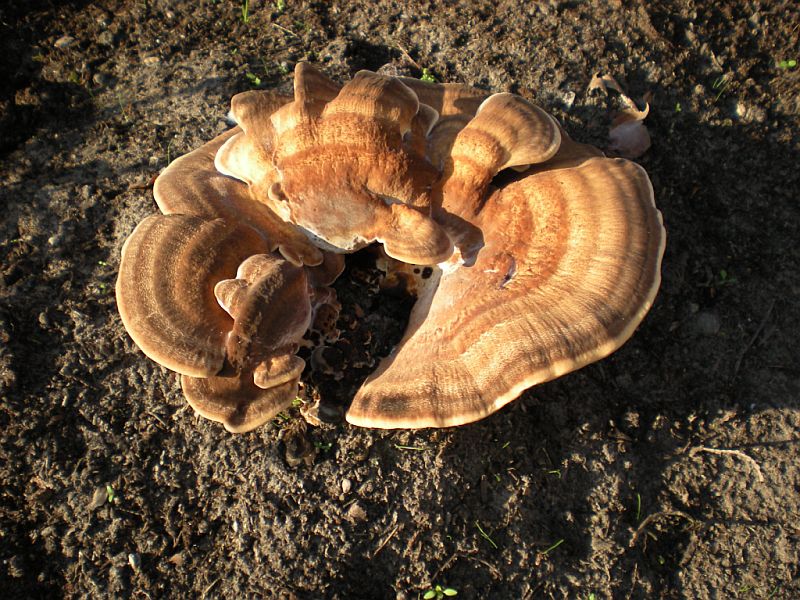 Foto 4 verkleind.jpg - Paddestoelen